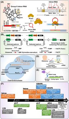 Synthetic Biology Tools for Genome and Transcriptome Engineering of Solventogenic Clostridium